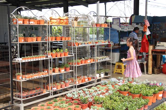 potted plants nursery at kranji weekend farm