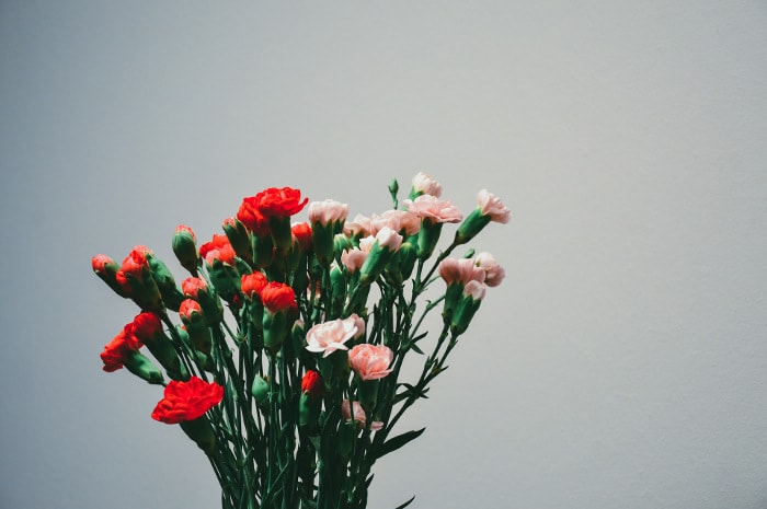 Beautiful Flowers To Brighten Up Your Home - Carnation