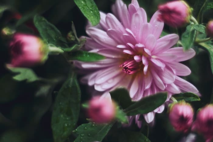 Beautiful Flowers To Brighten Up Your Home - Chrysanthemum