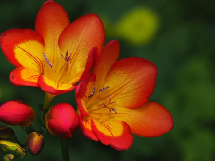 Beautiful Flowers To Brighten Up Your Home - Freesia