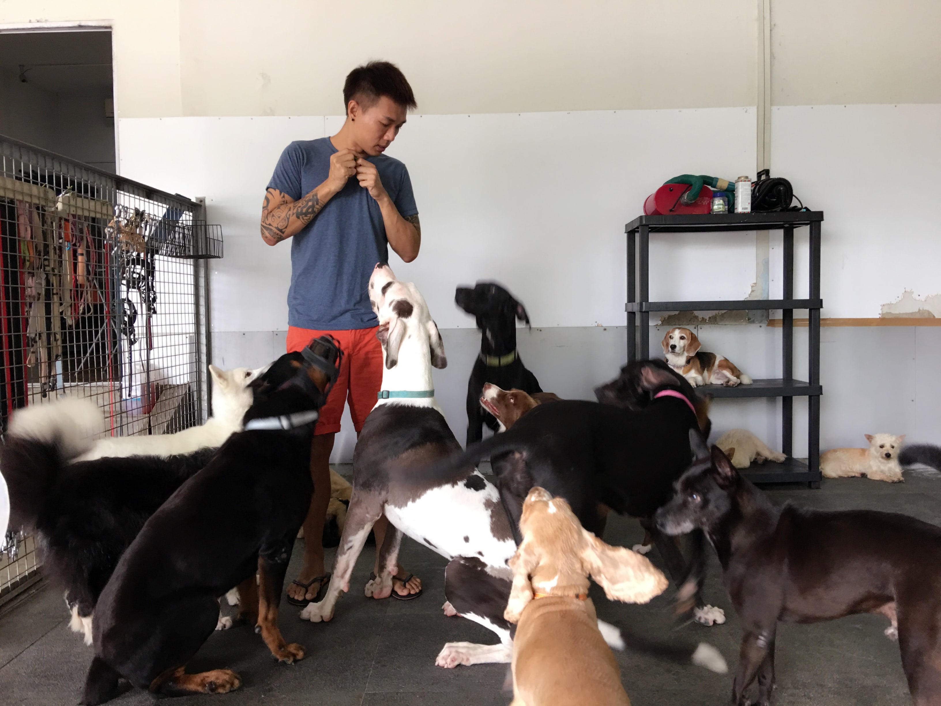 Derrick Tan, Sunny Heights Dog Daycare Centre