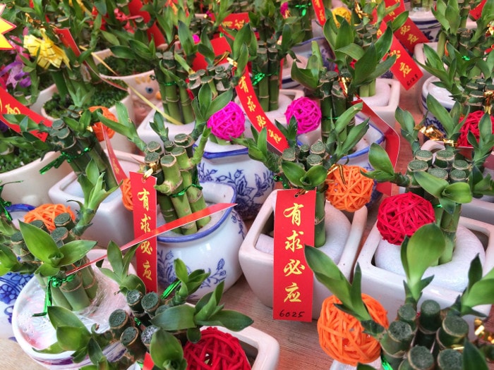 chinese-new-year-plants