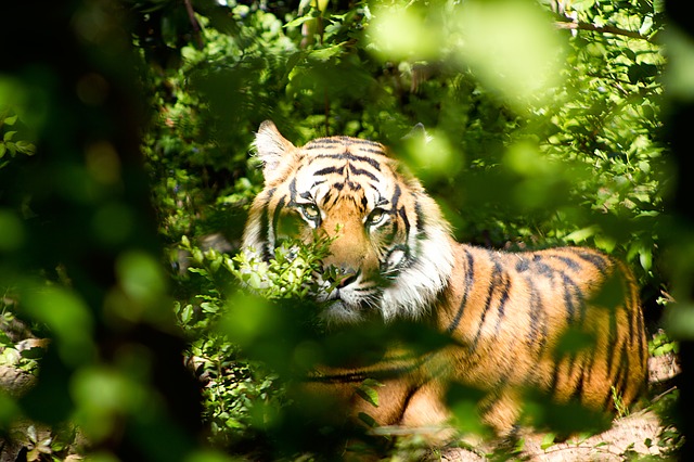 best-wildlife-sanctuaries-to-visit-in-asia