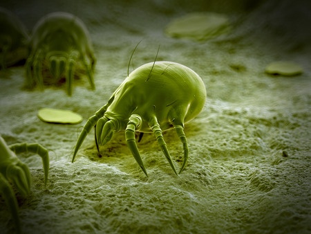 How to manage dust mite allergy