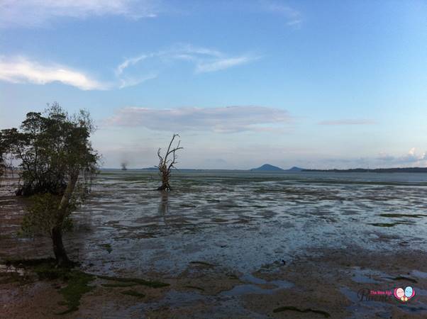 chek jawa pulau ubin