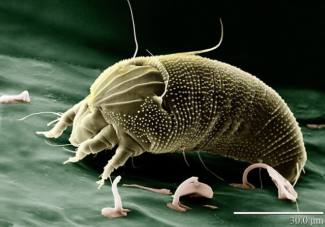 dust mite