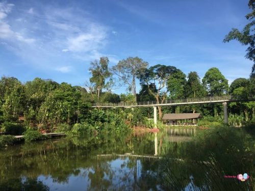 The Learning Forest at Singapore Botanic Gardens SBG
