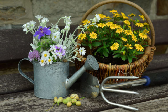 Container Gardening