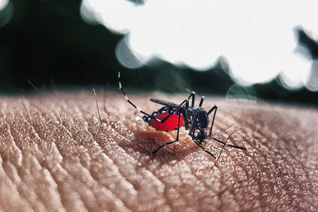 preventing dengue fever aedes mosquito