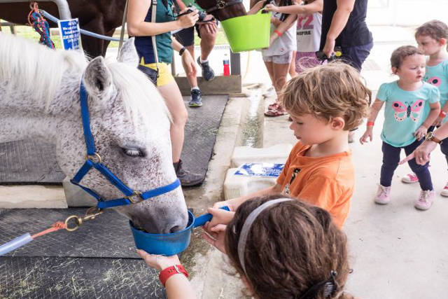 world animal day horse