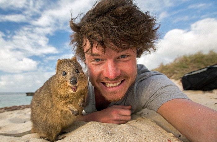 Take a selfie with quokka at Rottnest Island