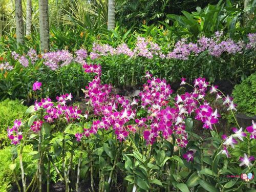 national orchid garden orchid display