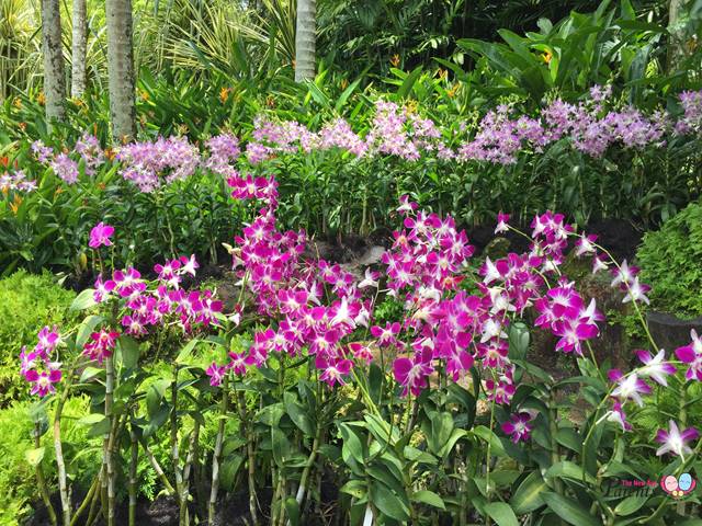 national orchid garden orchid display