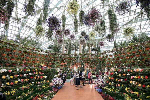 Begonia Brilliance Floral Display By Garden By The Bay