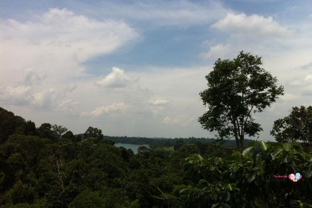 View from HSBC TreeTop Walk.jpg