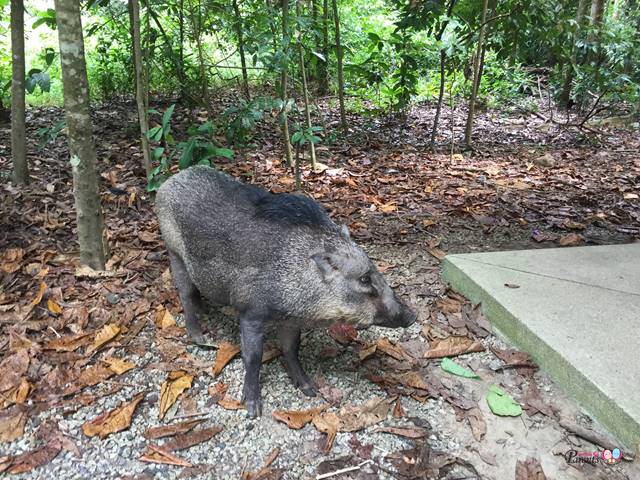 wild boar pulau ubin