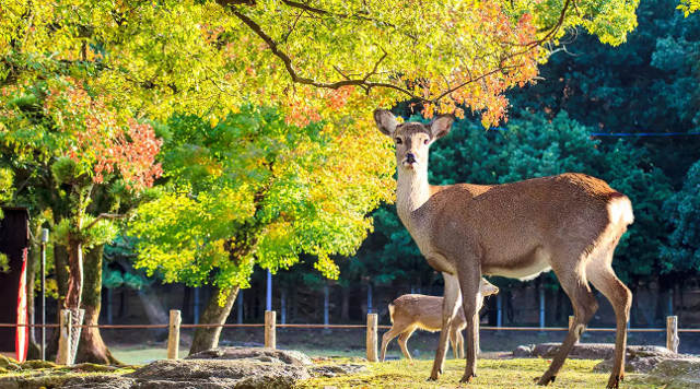 Nara, Japan