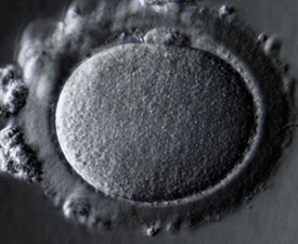 how a human egg looks like - fertility questions answered