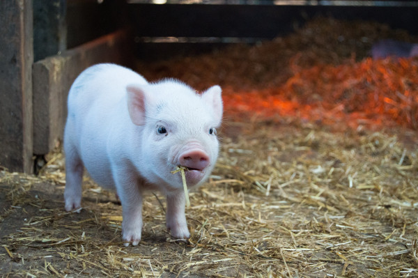 Auspicious Chinese Names For Newborns In The Year Of The Pig