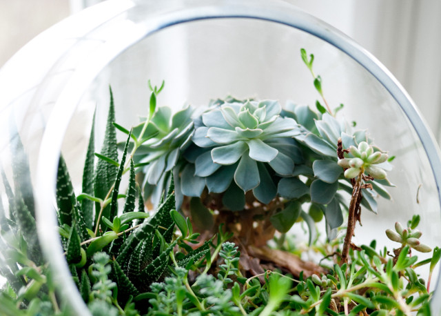 DIY Plant Terrarium