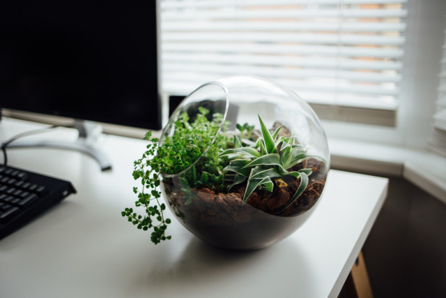 Make Your Own Plant Terrarium