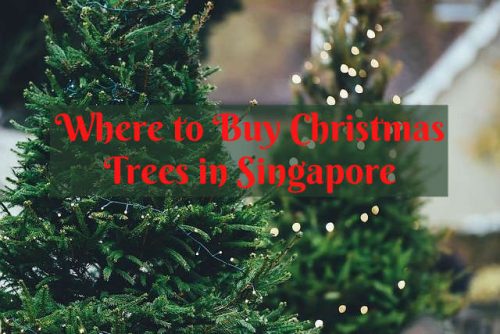 where to buy christmas trees in singapore