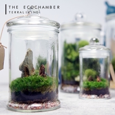 Live Moss Terrarium EcoChamber Shopee Singapore