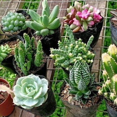 Succulent Plants Shopee Singapore