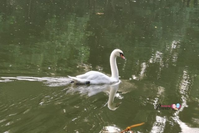 white swan singapore botanic gardens