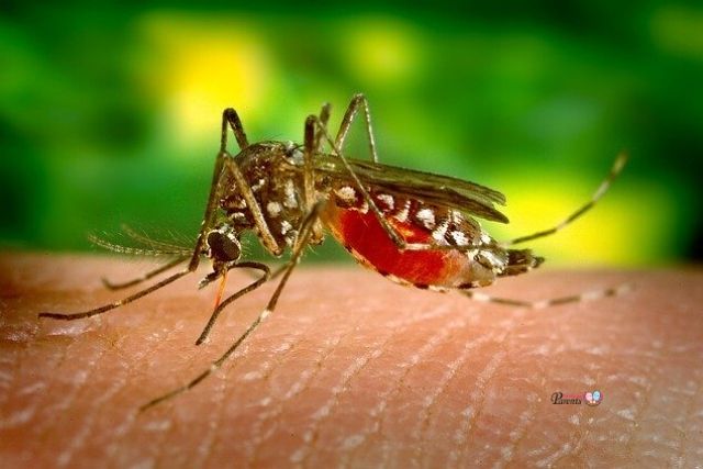 dengue fever by aedes mosquito