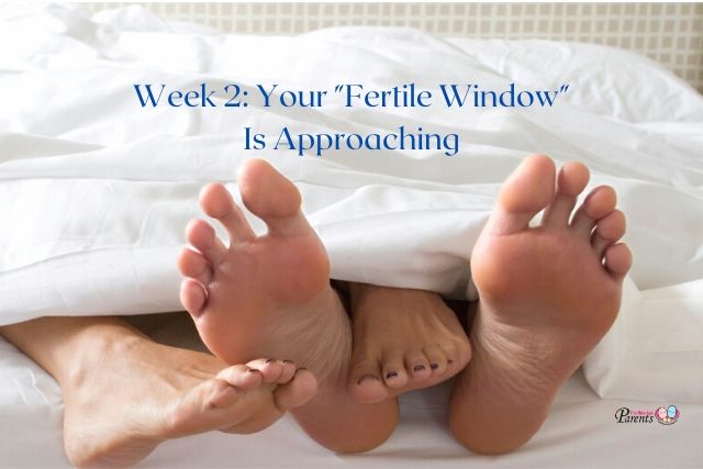 week 2 of pregnancy fertile window approaching