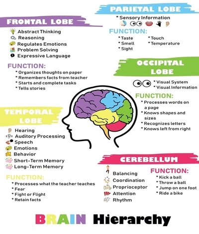 Sparkanauts Brain Hierarchy in Children