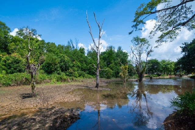 Hampstead Wetlands Park Singapore NParks