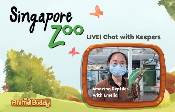 My Animal Buddy Live Chat with our Keepers