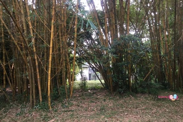Ridout Tea Garden Bamboo