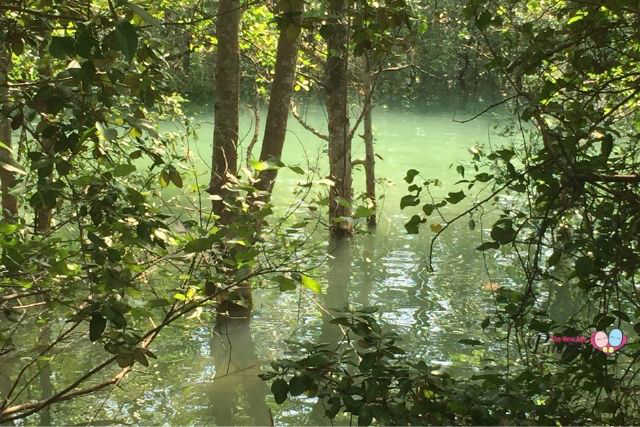 berlayer creek mangrove habitat