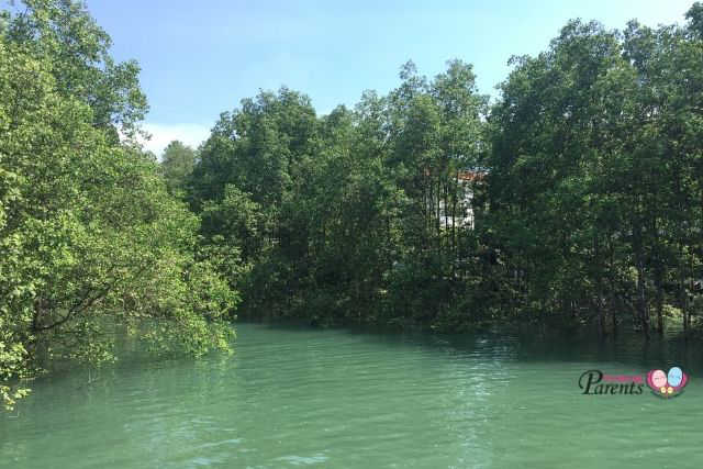 berlayer creek mangrove high tide
