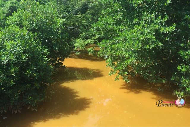 berlayer creek mangrove