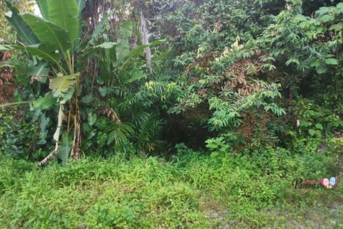 old jurong rail to clementi forest