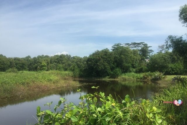 tampines eco green nature pond