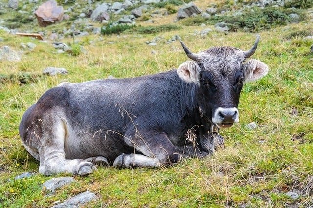 Auspicious Chinese Names for babies born in the year of the Ox