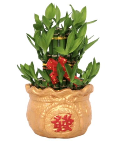 CNY Gifts Singapore Bamboo Plant