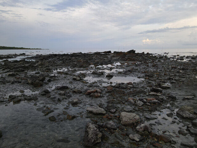 Desaru Wetlands Nature