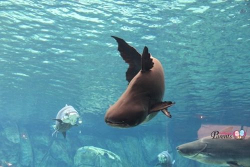 River Wonders giant catfish