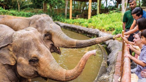 Singapore Zoo Asian Elephants