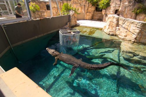 Crocosaurus Cove Darwin - Tourism Australia