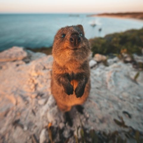 Quokka at Rottnest Island - Tourism Australia
