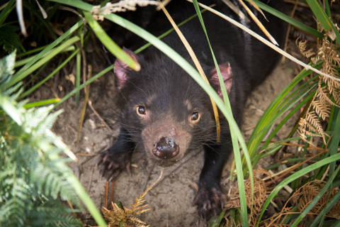 Tasmanian Devil at Bonorong Wildlife Sanctuary - Tourism Australia
