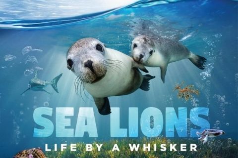 Omni Theatre Sea Lions Life By A Whisker