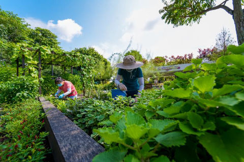 Active Garden community garden